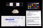 Foto (Objekt + Etikett) von Cycloprosopon sp.  (NHMW-GEO-2017-0089-0013)